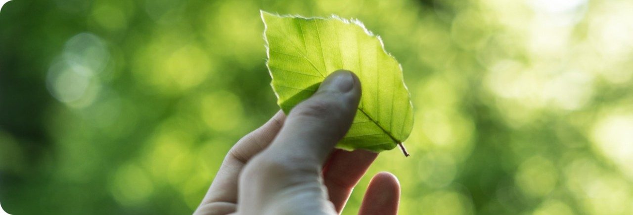 Mano che tiene una foglia su sfondo verde