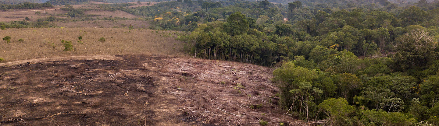 deforestazione