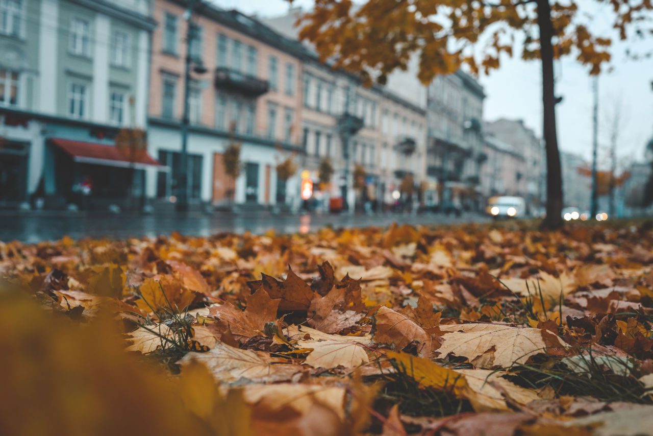 foglie d'autunno su una strada di città autunnale