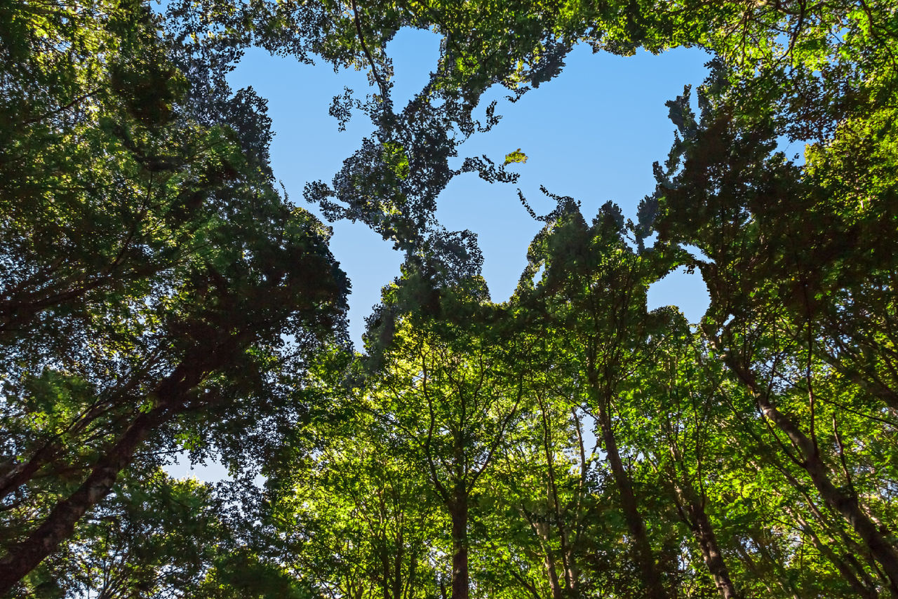 alberi