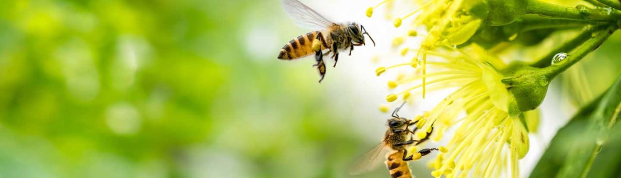 coppia di api in impollinazione
