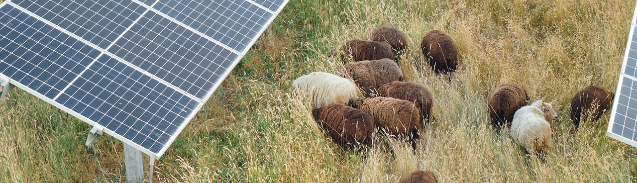 animali vicino a pannelli solari