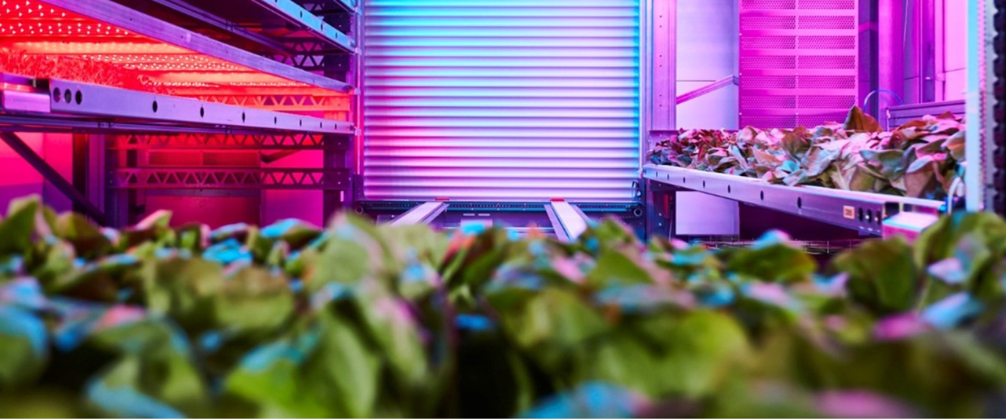piante in una serra con luci al neon
