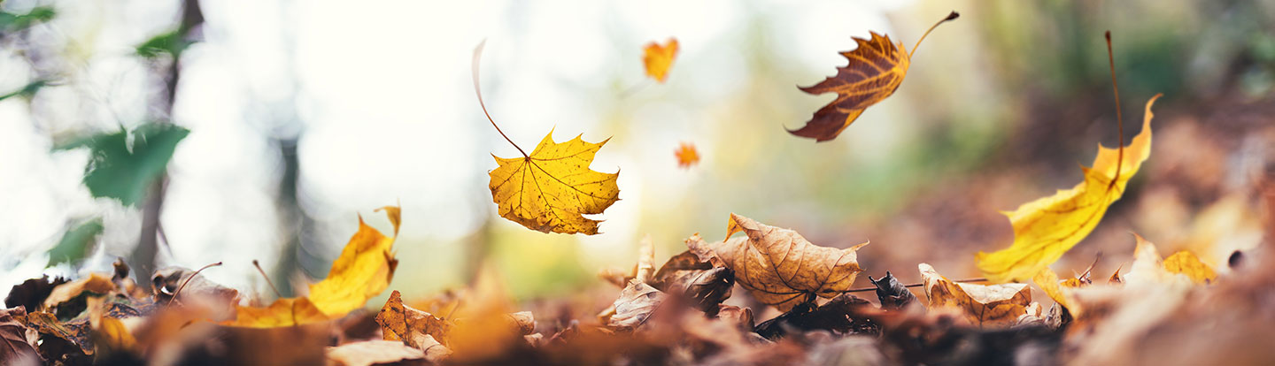 Una ripresa ravvicinata di foglie autunnali che cadono, sparse sul terreno della foresta, con sfumature dorate e marroni che creano un'atmosfera tranquilla di autunno.