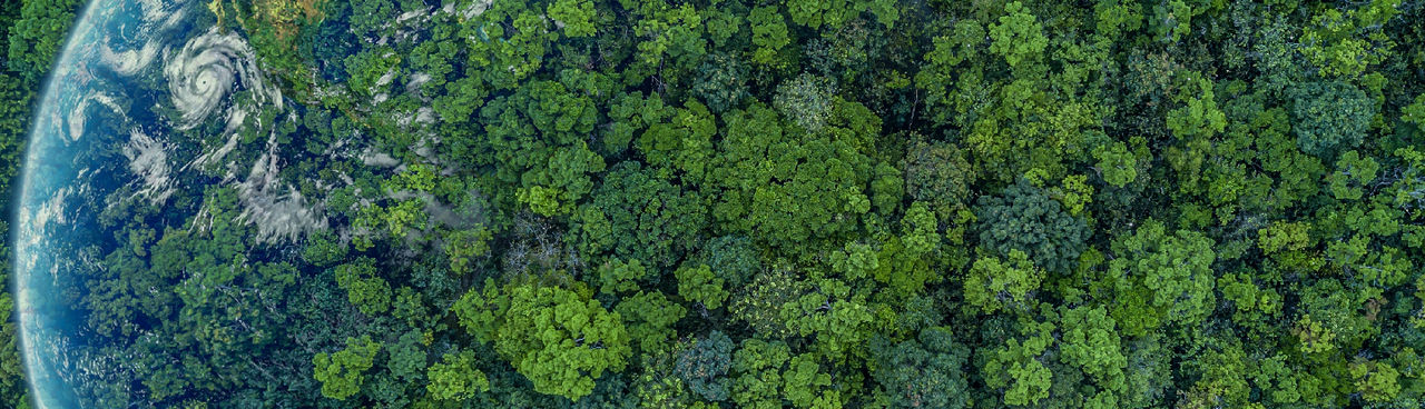 veduta dall'alto di una foresta