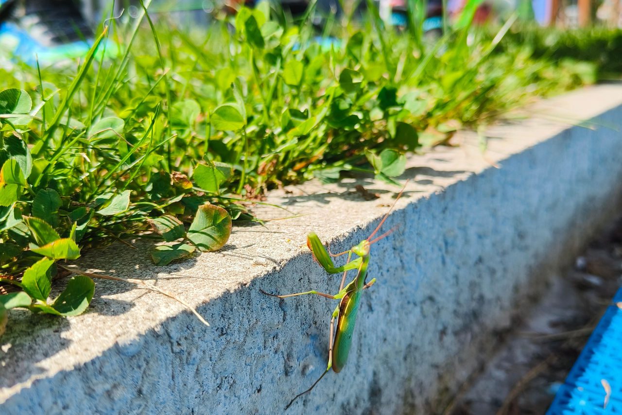 Una mantide religiosa striscia lungo un cordolo di cemento sotto due paia di piedi di bambini che indossano scarpe da ginnastica