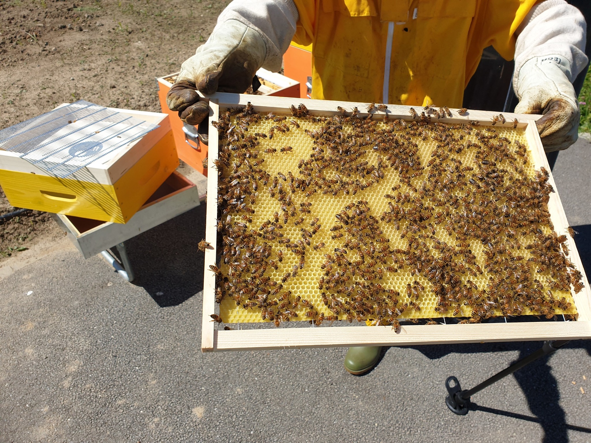 biomonitoraggio api a Torino Nord