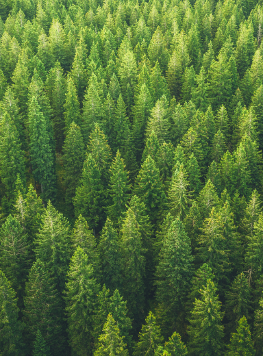 Vista dall'alto di una foresta con molti alberi verdi