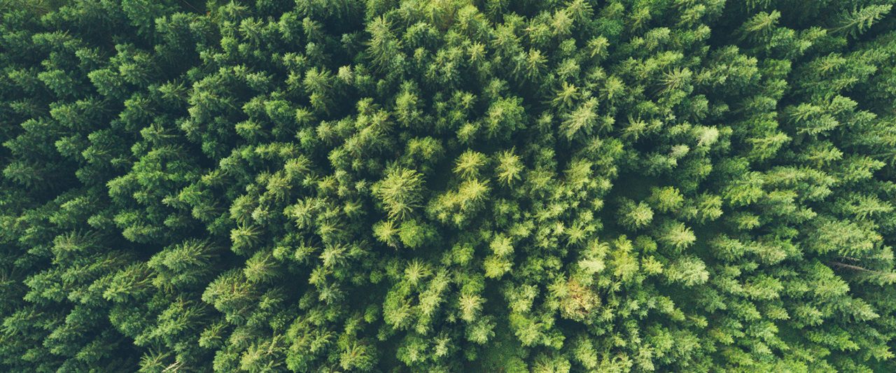 Fotografia dall'alto di una foresta in cui si vedono tanti arbusti verdi